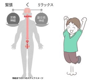 勃起に至るまでの5つのステップ